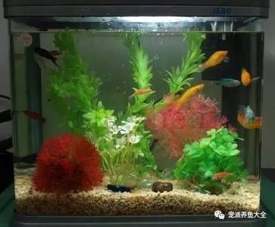 熱帶魚魚缸都需要什么配置，熱帶魚魚缸布置技巧 龍魚百科 第5張