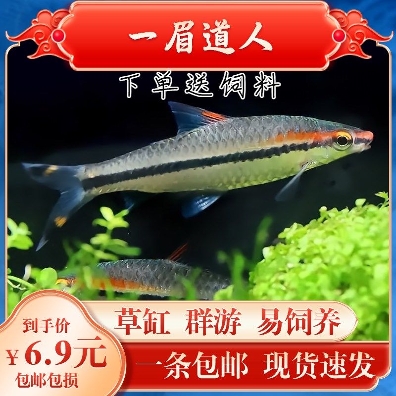 黑影道人魚(yú)，關(guān)于“長(zhǎng)春虎魚(yú)”的問(wèn)題