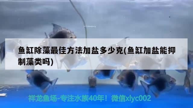 金龍魚的價錢貴嗎值得買嗎知乎，金龍魚的價格是否值得買？ 龍魚百科 第2張