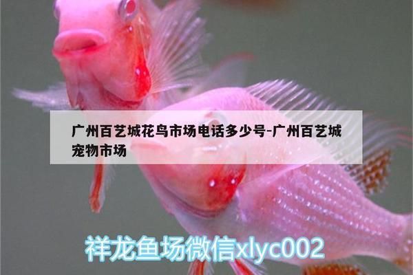 廣州花鳥(niǎo)市場(chǎng)金龍魚(yú)電話，廣州花鳥(niǎo)市場(chǎng)金龍魚(yú)電話信息 龍魚(yú)百科 第2張