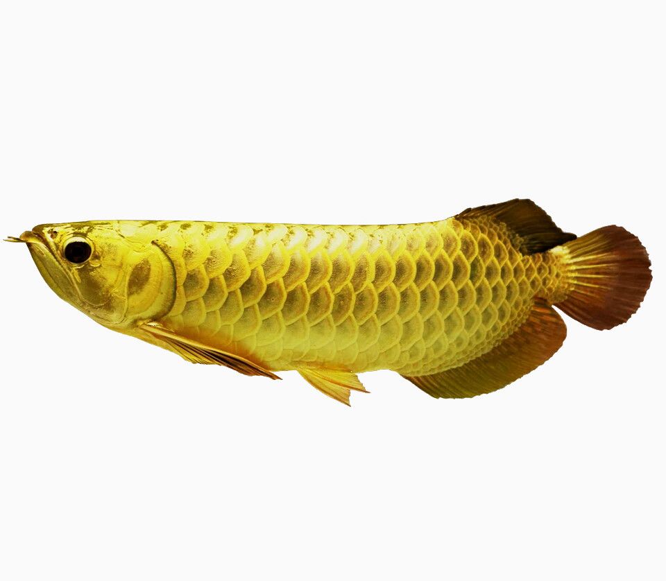 如何增加金龍魚(yú)的食欲，如何提高金龍魚(yú)的食欲