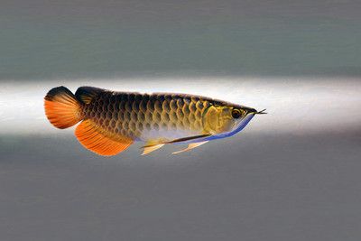 如何增加金龍魚(yú)的食欲，如何提高金龍魚(yú)的食欲