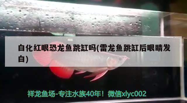 紅眼白化恐龍魚，如何鑒別紅眼白化恐龍魚的品質(zhì)