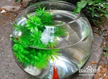 如何能讓魚缸的水經(jīng)常清凈，如何正確給魚缸換水 龍魚百科 第5張