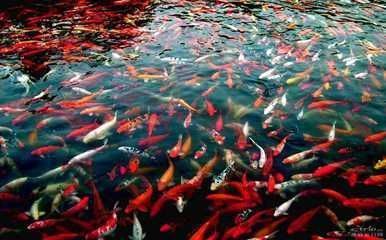 沈陽市鐵西區(qū)愛格爾水族館，沈陽市鐵西區(qū)愛格爾水族館,