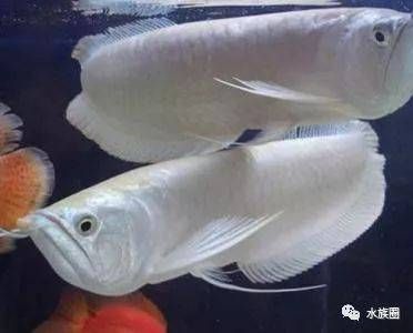 如何讓銀龍魚(yú)顏色變白，如何讓銀龍魚(yú)的顏色變白