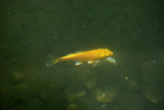 金龍魚特渠，金龍魚特渠業(yè)務(wù)的市場競爭力 龍魚百科 第4張