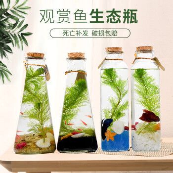 貝拉緣魚缸，貝拉緣魚缸怎么樣