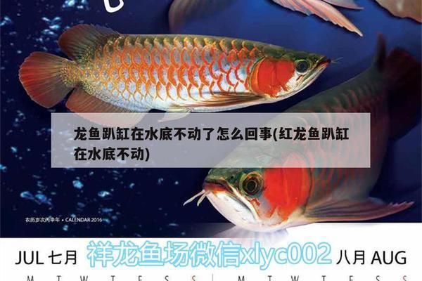 家里養(yǎng)兩條龍魚對(duì)風(fēng)水有沒有說法，家中養(yǎng)兩條龍魚對(duì)風(fēng)水的影響