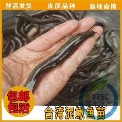 七星雷龍魚，七星雷龍魚是什么類型的七星雷龍魚是什么類型的