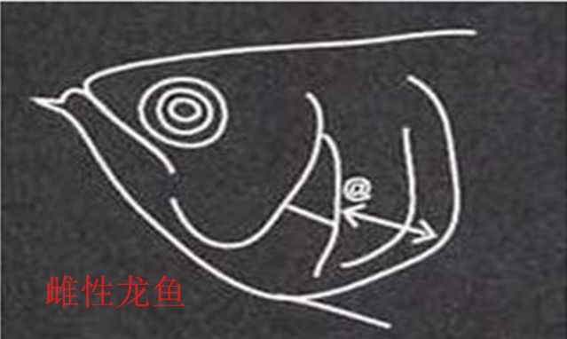 龍魚(yú)怎么分公母，如何區(qū)分龍魚(yú)的公母