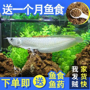 白華龍魚，“白化龍魚”和“白金龍魚”是罕見且具有觀賞價(jià)值的龍魚品種