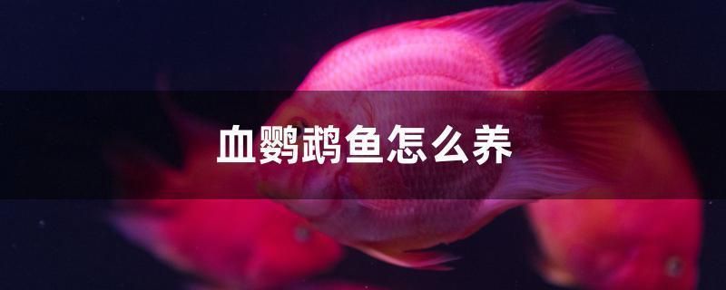 金龍魚好用嗎知乎，金龍魚品牌評價