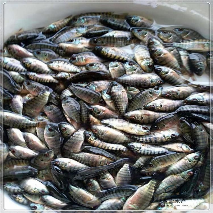 金龍魚養(yǎng)殖廠魚苗批發(fā)多少錢，金龍魚養(yǎng)殖廠的魚苗批發(fā)價格