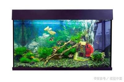 土霉素放魚(yú)缸多久換水合適，使用土霉素治療魚(yú)病的注意事項(xiàng)