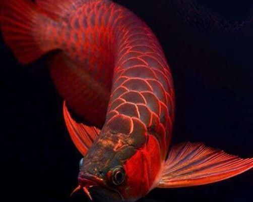 金龍魚屬什么魚，金龍魚的學(xué)名為scleropagesformosus 龍魚百科 第1張