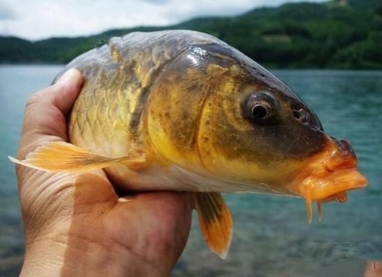 龍魚(yú)鱗片上有白色絮狀物圖片，龍魚(yú)的鱗片上為什么會(huì)有白色絮狀物？ 水族問(wèn)答