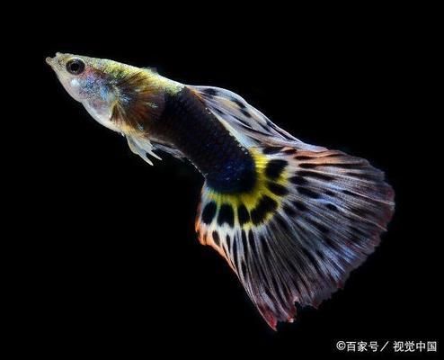 魚缸.在養(yǎng)魚前怎樣養(yǎng)水養(yǎng)缸，養(yǎng)魚前如何檢測水質(zhì)？養(yǎng)魚缸的日常維護技巧 龍魚百科 第5張