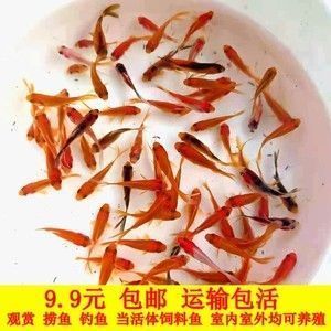 紅龍魚(yú)喂什么魚(yú)好，紅龍魚(yú)發(fā)色期食物選擇 龍魚(yú)百科 第4張