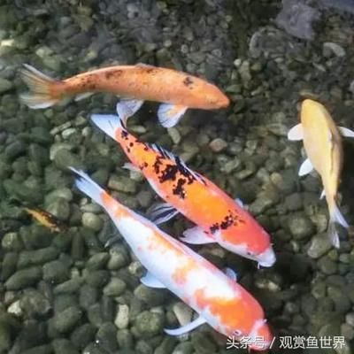 龍魚蒙眼病期間能喂食嗎，如何判斷龍魚蒙眼病嚴重程度 龍魚百科 第4張