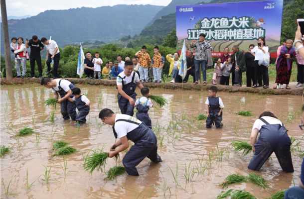 重慶金龍魚，重慶金龍魚在重慶地區(qū)的重要業(yè)務(wù)組成部分業(yè)務(wù)組成部分