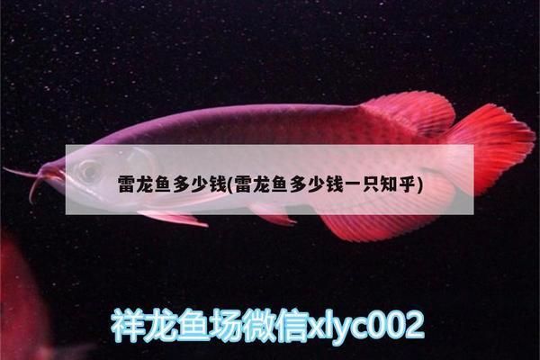 雷龍魚多少錢一條？，血斑雷龍魚市場價格波動原因如何辨別雷龍魚品種優(yōu)劣 龍魚百科 第2張