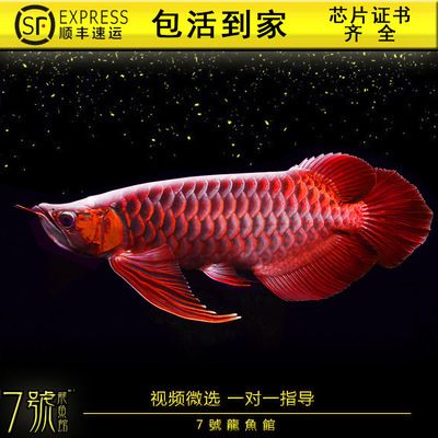 辣椒龍魚多少錢一條