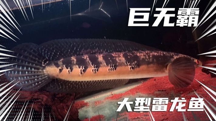 黑魔神雷龍魚(yú)種類 龍魚(yú)百科 第4張