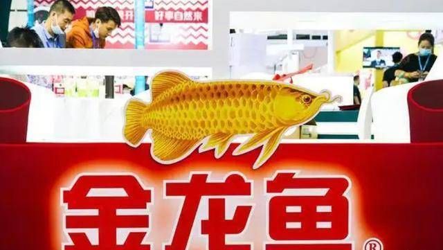 金龍魚為什么不漲