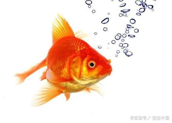 金龍魚(yú)養(yǎng)多大開(kāi)始發(fā)色，金龍魚(yú)發(fā)色期常見(jiàn)問(wèn)題解答 龍魚(yú)百科 第5張