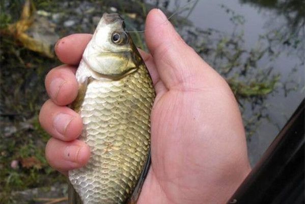 雷龍魚和銀龍魚混養(yǎng)可以嗎圖片，如何避免雷龍魚和銀龍魚之間的攻擊行為？ 水族問答