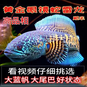 雷龍魚批發(fā)去哪里買，沈陽(yáng)水族城雷龍魚價(jià)格 龍魚百科 第4張