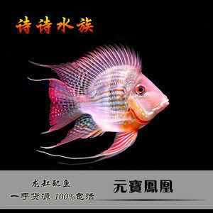 元寶鳳凰魚的選購(gòu)技巧，元寶鳳凰魚的日常護(hù)理 元寶鳳凰魚百科 第2張