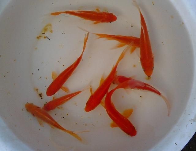 如何判斷魟魚(yú)飽腹感，如何判斷魟魚(yú)是否吃飽 魟魚(yú)百科 第5張