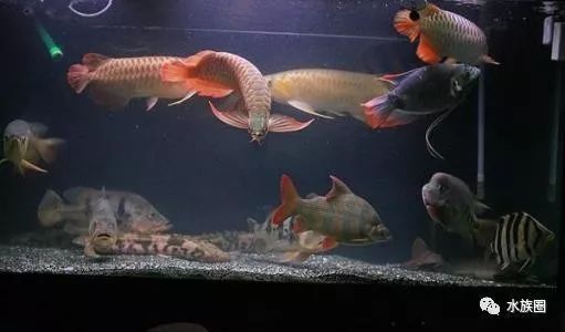 龍魚缸怎么開缸，龍魚缸開缸期間換水注意事項,龍魚缸水質穩(wěn)定劑使用技巧