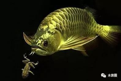 龍魚缸怎么開缸，龍魚缸開缸期間換水注意事項,龍魚缸水質穩(wěn)定劑使用技巧