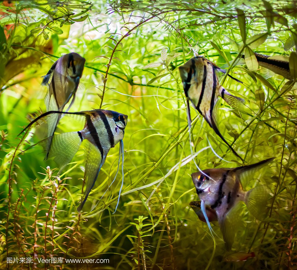 和尚魚(yú)繁殖技巧分享，和尚魚(yú)的繁殖技巧 觀賞魚(yú)市場(chǎng)（混養(yǎng)魚(yú)） 第4張