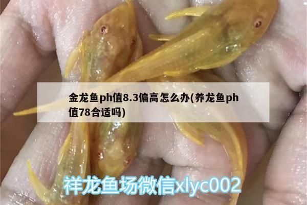 BD魟魚適宜的pH值調控技巧 魟魚百科 第3張