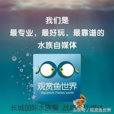 純血皇冠黑白魟魚疾病預(yù)防，如何判斷魟魚營(yíng)養(yǎng)不良 魟魚百科 第5張