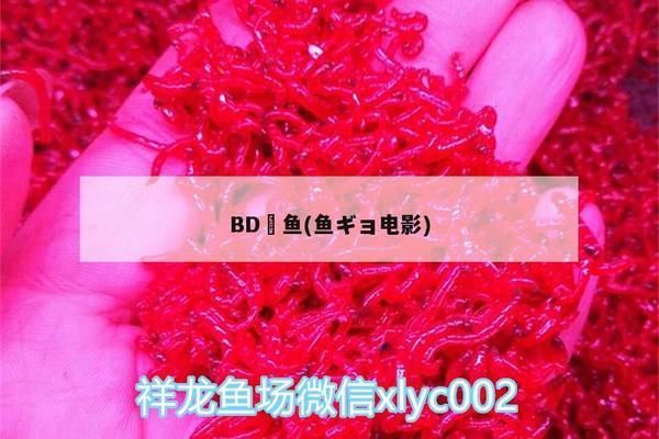 BD魟魚風(fēng)水寓意解析，bd魟魚在風(fēng)水學(xué)中具有特殊寓意的生活和工作 魟魚百科 第2張