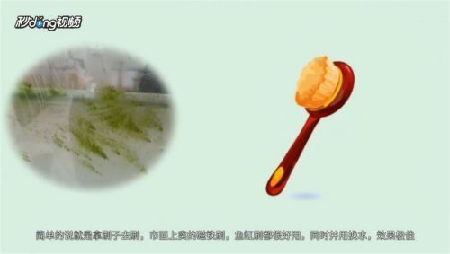 龍魚魚缸長青苔怎么辦，如何自然去除魚缸青苔 魚缸百科 第2張