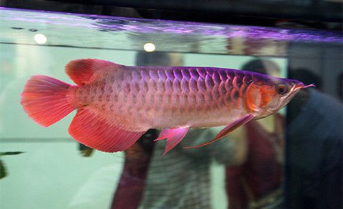 金龍魚紅龍價格多少，如何辨別金龍魚紅龍健康狀態(tài) 龍魚百科 第1張