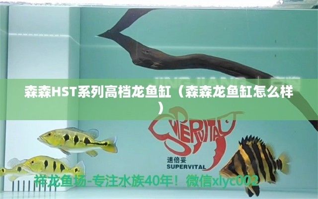 森森龍魚缸怎么樣，森森魚缸用戶反饋匯總森森魚缸與其他品牌的對比 魚缸百科 第2張