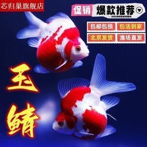 大日玉鯖魚的選購技巧，大日玉鯖魚飼養(yǎng)環(huán)境要求，大日玉鯖魚飼料選擇指南 觀賞魚市場（混養(yǎng)魚） 第2張