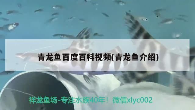 青龍魚值錢嗎值多少錢啊，青龍魚價值分析 龍魚百科 第4張