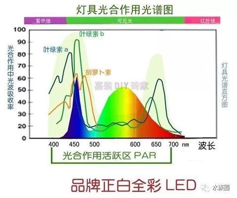 水草在LED燈下生長(zhǎng)情況，led燈對(duì)水草生長(zhǎng)的影響 觀賞魚市場(chǎng)（混養(yǎng)魚） 第1張