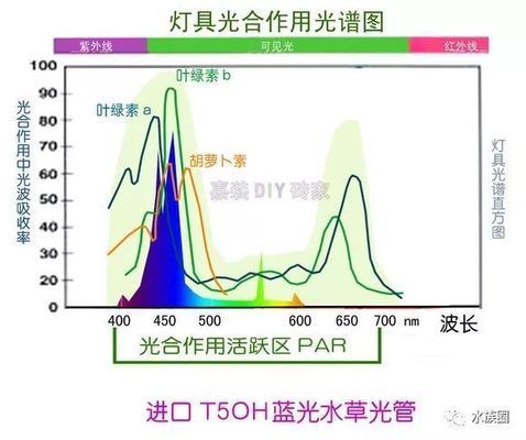 水草在LED燈下生長(zhǎng)情況，led燈對(duì)水草生長(zhǎng)的影響 觀賞魚市場(chǎng)（混養(yǎng)魚） 第5張