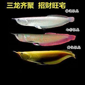 龍魚爛尾巴恢復(fù)要多久，龍魚爛尾巴恢復(fù)時間