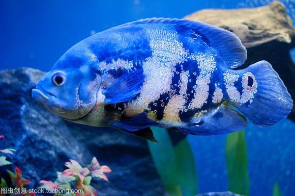 薩伊藍(lán) 伊巴卡哪個(gè)更適合混養(yǎng)龍魚，伊巴卡魚和薩伊藍(lán)魚哪個(gè)更適合與龍魚混養(yǎng)？ 龍魚百科 第3張