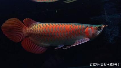 龍魚漂亮，如何挑選健康龍魚，龍魚飼養(yǎng)技巧分享